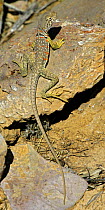 Portrait of Collared Lizard (Crotaphytus collaris) showing length of long tail, Big Bend National Park, Texas, USA
