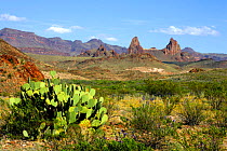 Flora of Big Bend National Park showing the distant "Mule Ears Mountains", Texas, USA
