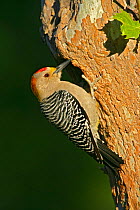 Male Golden-fronted Woodpecker (Melanerpes aurifrons) at entrance to nest, Big Bend National Park, Texas, USA