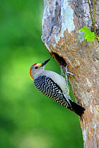 Male Golden-fronted Woodpecker (Melanerpes aurifrons) at enterance to nest, Big Bend National Park, Texas, USA
