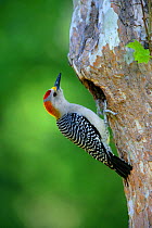 Male Golden-fronted Woodpecker (Melanerpes aurifrons) at entrance to nest, Big Bend National Park, Texas, USA