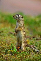 Mexican Ground Squirrel at burrow entrance. NM, USA