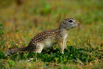 Mexican Ground Squirrel (Spermophilus mexicanus)  NM, USA