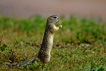 Mexican Ground Squirrel (Spermophilus mexicanus) standing on rear-paws with food in fore-paws, New Mexico, USA