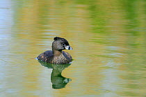 Pied-billed Grebe (Podilymbus podiceps) on water, New Mexico, USA