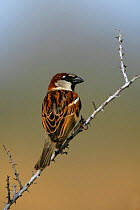 Male House / Common Sparrow (Passer domesticus) in NM, USA