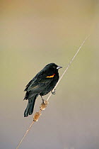 Red-winged Blackbird (Agelaius phoeniceus) perched on dead stick, NM, USA