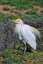 Cattle Egret (Bubulcus ibis) in breeding plumage, NM, USA
