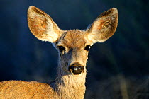 Mule Deer (Odocoileus hemionus) portrait, NM, USA