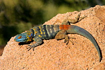 Chuckwalla Lizard (Sauromalus obesus) in breeding colours, Arizona, USA