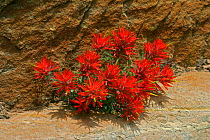 Indian Paintbrush (Castilleja coccinea) in flower, Zion Valley, Arizona, USA