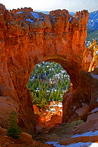 Pine trees viewed through a glowing arch formation with snow, Bryce Canyon, Utah, USA
