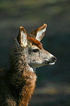 Mule Deer (Odocoileus hemionus) portrait, Utah, USA