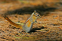 Alert Chipmunk (Eutamias genus) standing on hind-legs in pine needles, Utah, USA