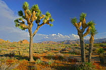 Joshua Trees (Yucca brevifolia) Joshua Tree National Park, California, USA