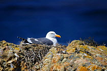 California Gull (Larus californicus) on nest, Point Lobos, California, USA