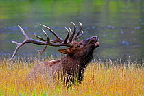 Bull Elk (Cervus canadensis) roaring during Autumn rut in Yellowstone National Park, Montana, USA