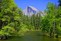Merced River with the Half Dome in the distance above pines, Yosemite National Park, California, USA
