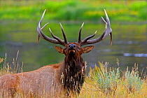 Bull Elk (Cervus canadensis) roaring during rut, Yellowstone National Park, Montana, USA