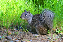 California Ground Squirrel (Sermophilus beecheyi) Yosemite NP, California, USA