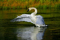 Trumpeter Swan (Cygnus buccinator) stretching wings whilst on water, Madison River, Yellowstone National Park Montana, USA
