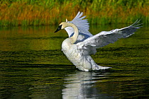 Trumpeter Swan (Cygnus buccinator) stretching his wings whilst on water, Madison River, Yellowstone National Park, Montana, USA