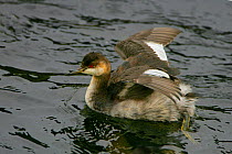 Horned Grebe (Podiceps auritus) stretching wings on water, Madison River, Yellowstone National Park, Montana, USA
