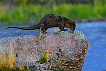 Northern River Otter (Lutra canadensis)  Yellowstone NP, Montana, USA