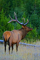 Bull Elk (Cervus canadensis) with antlers in rutting season, Yellowstone National Park, Montana, USA