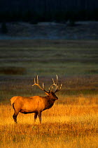 Bull Elk (Cervus canadensis) in rutting season, Yellowstone National Park, Montana, USA