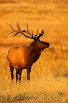 Bull Elk (Cervus canadensis) in rutting season, Yellowstone National Park, Montana, USA