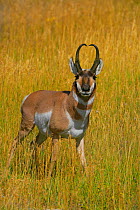 Buck Pronghorn Antelope (Antilocapra americana) Yellowstone National Park, Montana, USA