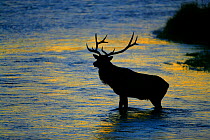 Bull Elk (Cervus canadensis) crossing Madison River at dawn, Yellowstone National Park, Montana, USA