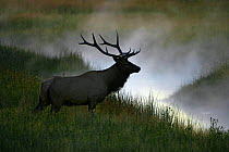 Bull Elk (Cervus canadensis) at dawn, Yellowstone National Park, Montana, USA