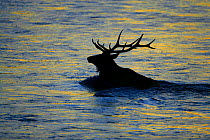 Bull Elk (Cervus canadensis) crossing Madison River, Yellowstone National Park, Montana, USA