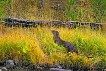 Northern River Otter (Lutra canadensis) on the bank of the Madison River in Yellowstone NP.  Montana, USA