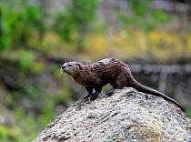 Northern River Otter (Lutra canadensis) on the bank of the Madison River in Yellowstone NP,   Montana, USA