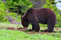 Grizzly Bear (Ursus arctos horribilis) searching for lily bulbs/ corms, Yellowstone NP, Montana, USA