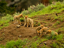 Coyote (Canis latrans) pups playing outside den entrance, Yellowstone NP, Montana, USA