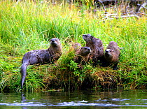 Family group of Northern River Otters (Lutra canadensis) on the bank of the Madison River in Yellowstone NP, Montana, USA