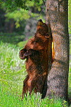 Cinnamon Black Bear (Ursus americanus cinnamomum) scent marking against tree, Yellowstone National Park, Montana, USA