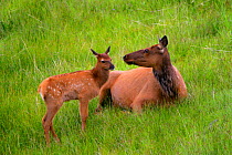 Female Elk (Cervus canadensis) mother with calf, Spring, Yellowstone NP, Montana, USA