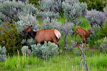 Elk (Cervus canadensis) with calf browsing in shrubs, Spring, Yellowstone National Park, Montana, USA