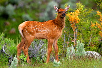 Elk (Cervus canadensis) calf in Spring, Yellowstone National Park, Montana, USA
