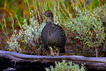 Dusky Grouse {Dendragapus obscurus} female, Yellowstone NP, Montana, USA