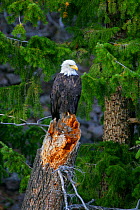Bald Eagle (Haliaeetus leucocephalus) perched on broken tree trunk, Yellowstone National Park, Montana, USA
