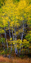 Aspens (Populus tremula) with yellow coloured autumn leaves, Grand Teton National Park, Wyoming, USA