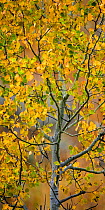 Aspen Tree (Populus tremula) with golden autumn fall leaves, Grand Teton National Park, Wyoming, USA