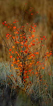 Small Aspen Tree (Populus tremula) sapling with crimson coloured autumn leaves, Grand Teton National Park, Wyoming, USA