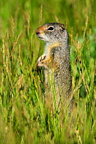 Uinta Ground Squirrel (Spermophilus armatus) standing in grass, Grand Teton National Park, Wyoming, USA